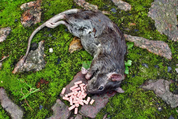 Dead big rat and spilled  pellets of poison — Stock Photo, Image