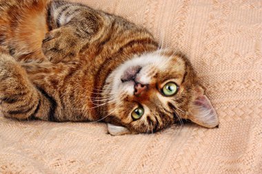 bir battaniye yalan komik görünümlü kedi