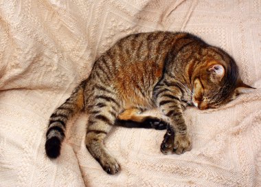 Güzel büyük bir kedi fare kapanı ve bir oyuncak fare ile yattım