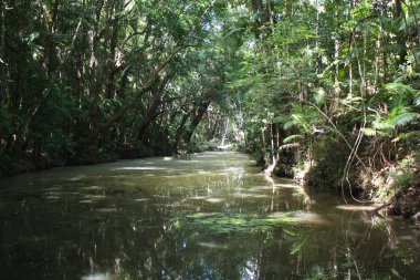 Dağ nehir Kondalilla Milli Parkı'nda