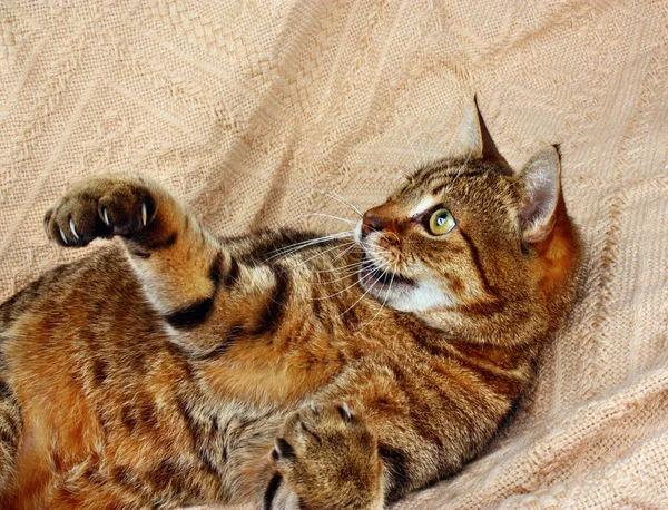 Amüsierte, glückselige Katze — Stockfoto