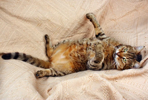 Gatto dall'aspetto divertente sdraiato su una coperta — Foto Stock