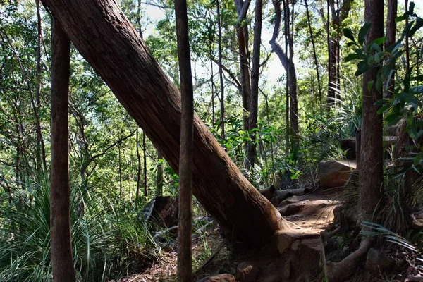 Árvore caída em Ngungun Glass House Mountains National Park — Fotografia de Stock