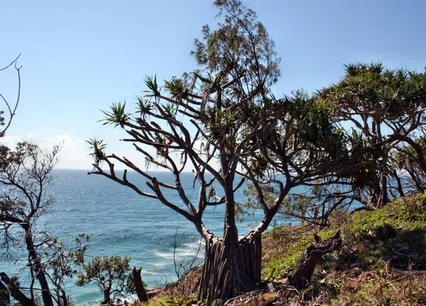 Árboles de Pandanus en el Parque Nacional Noosa — Foto de Stock