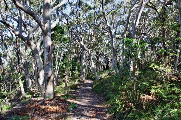 Camino del Bosque en el Parque Nacional Noosa Heads — Foto de Stock