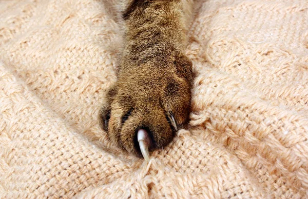 Velmi ostré kočka — Stock fotografie