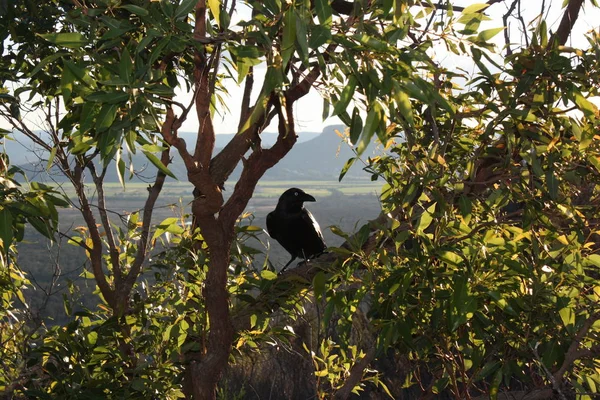 Corvo preto australiano em Glass House Mountains — Fotografia de Stock