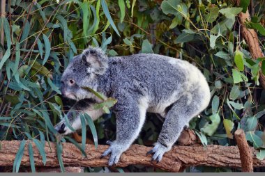 Bir ağaç dalı üzerinde yürüme koala