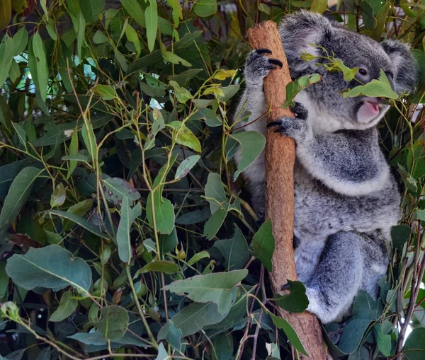 Koala eten van eucalyptus bladeren — Stockfoto
