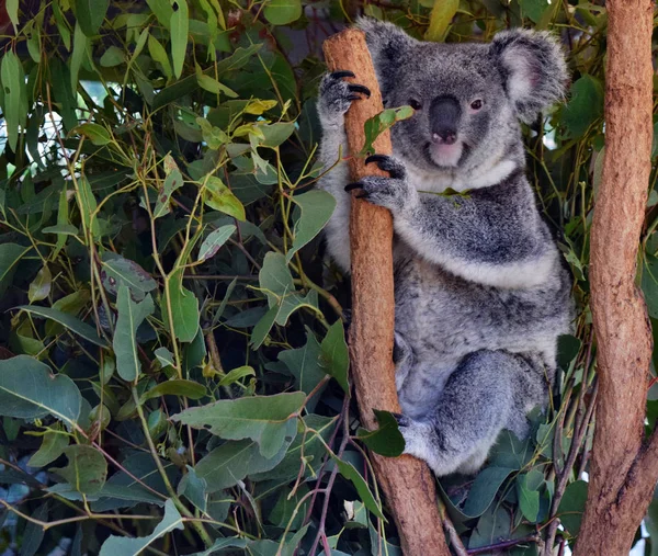 Koala em um ramo de árvore eucalipto — Fotografia de Stock