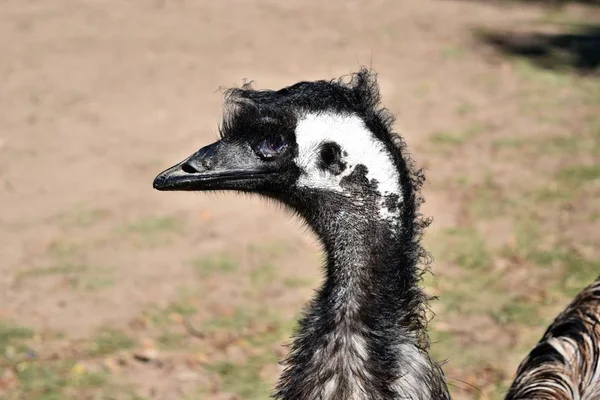 Selvagem engraçado australiano emu — Fotografia de Stock