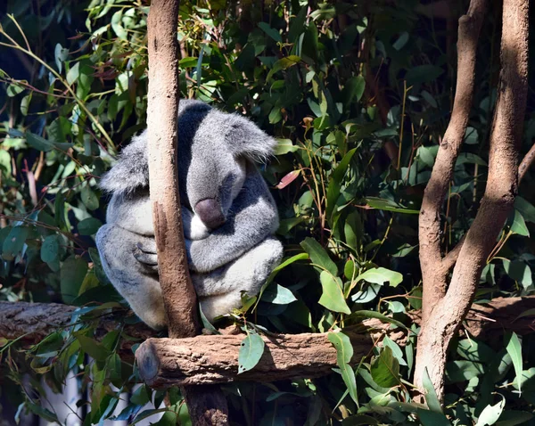 Coala muito grande dormindo em um ramo de árvore eucalipto — Fotografia de Stock