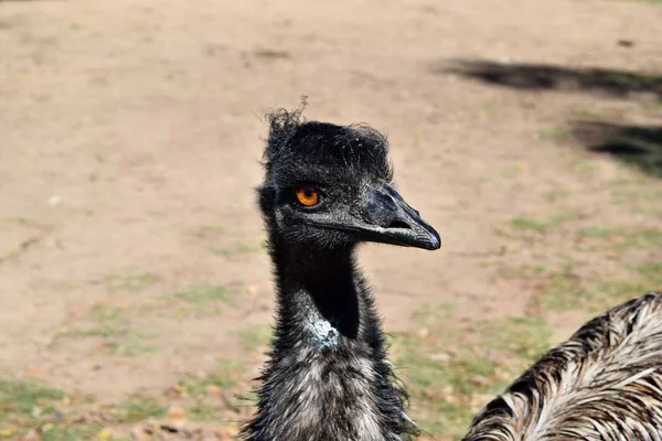 Wild grappige Australische emu — Stockfoto