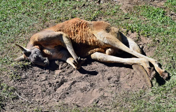 Canguro rojo salvaje durmiendo en la hierba en el parque — Foto de Stock