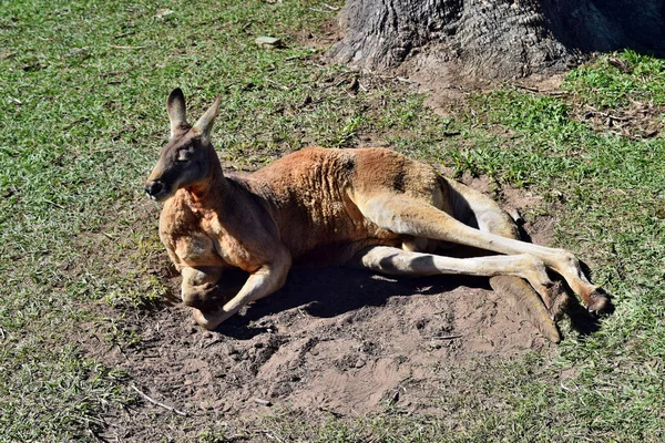 Vilda röd känguru vilar på gräset i parken — Stockfoto