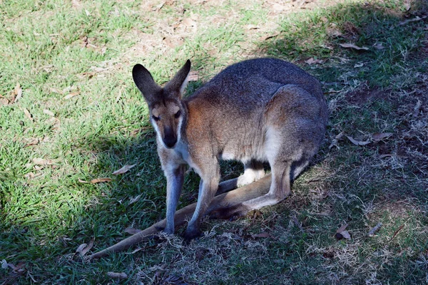 Unga söta vilda röd känguru — Stockfoto