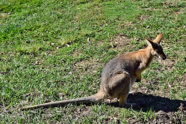 Fiatal aranyos vad kenguru — Stock Fotó
