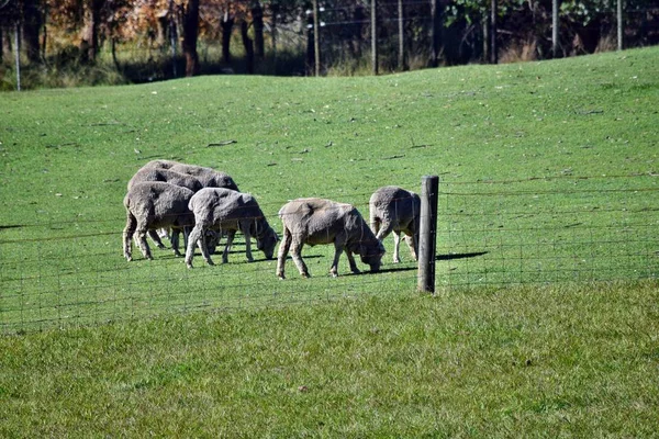 Troupeau moutons gris — Photo