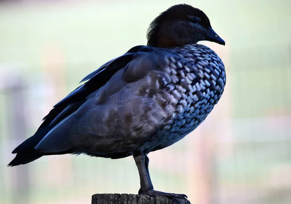 Pato australiano bonito — Fotografia de Stock