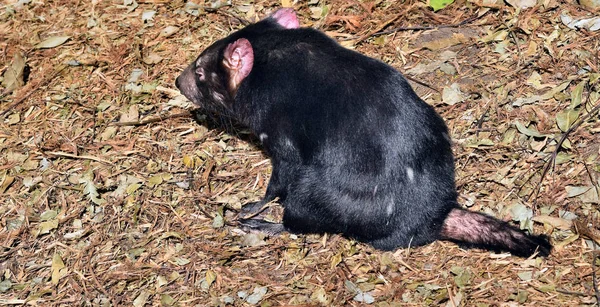 Wilder Tasmanischer Teufel — Stockfoto