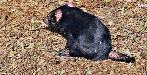 Diabo selvagem da tasmânia — Fotografia de Stock