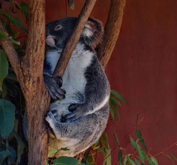 Très grand koala regardant sur une branche d'arbre eucalyptus — Photo