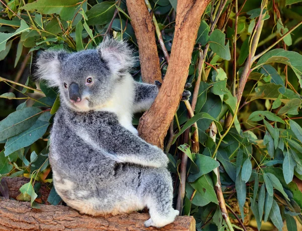 Söt koala tittar på en träd gren eukalyptus — Stockfoto