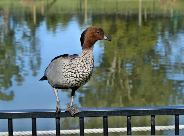 Pato australiano bonito — Fotografia de Stock