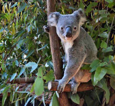 Şirin koala bir ağaç dalı okaliptüs arıyorsunuz