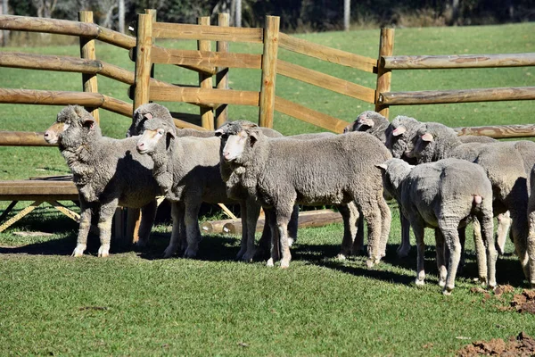 Troupeau moutons gris — Photo