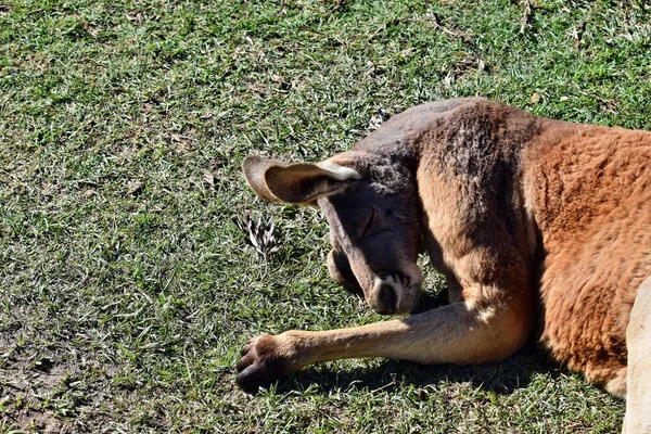 Canguru vermelho selvagem muito muscular deitado na grama — Fotografia de Stock