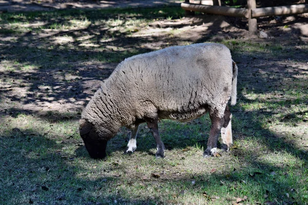 Szary owiec na trawie — Zdjęcie stockowe