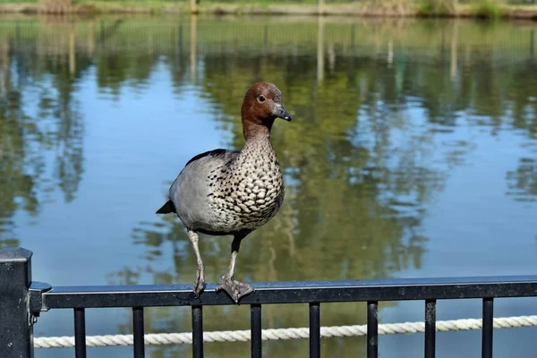 Oldukça Avustralya ördek — Stok fotoğraf