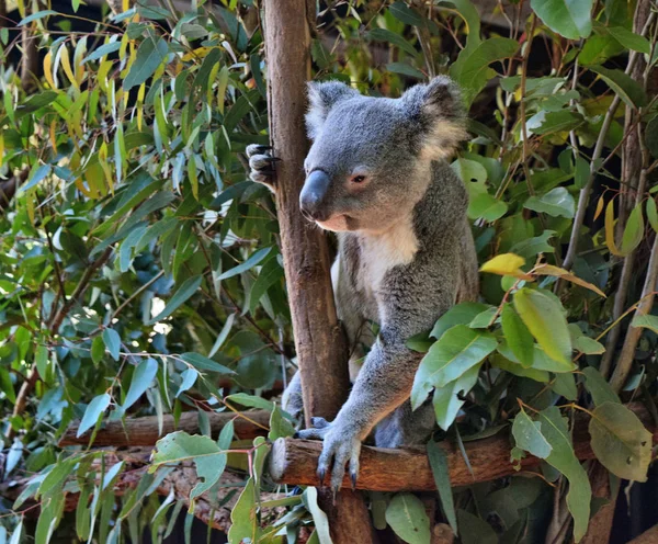 Aranyos koala látszó-ra egy fa ág eukaliptusz — Stock Fotó