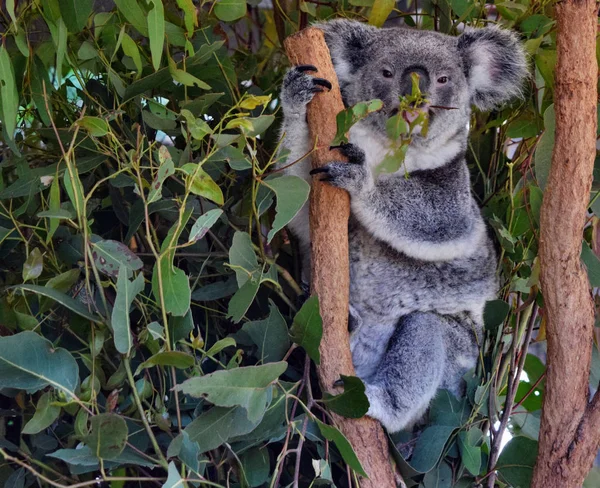 Cute koala eating eucalyptus leaves