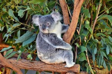 Şirin koala bir ağaç dalı okaliptüs arıyorsunuz