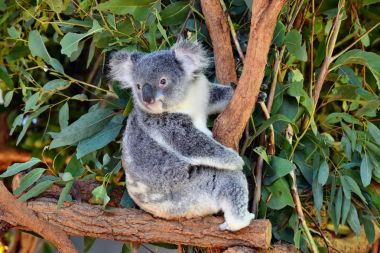 Cute koala looking on a tree branch eucalyptus clipart