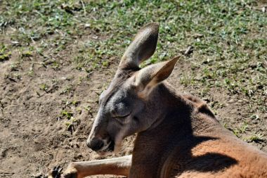 Vahşi kırmızı kanguru çim üzerinde yalan