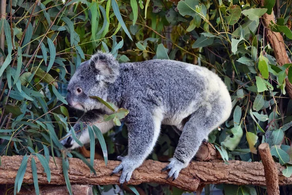 Koala andando em um galho de árvore — Fotografia de Stock