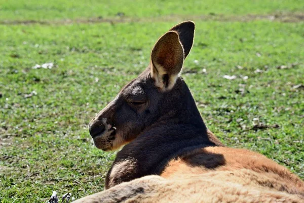 Çok kaslı vahşi kırmızı kanguru çim üzerinde yalan — Stok fotoğraf