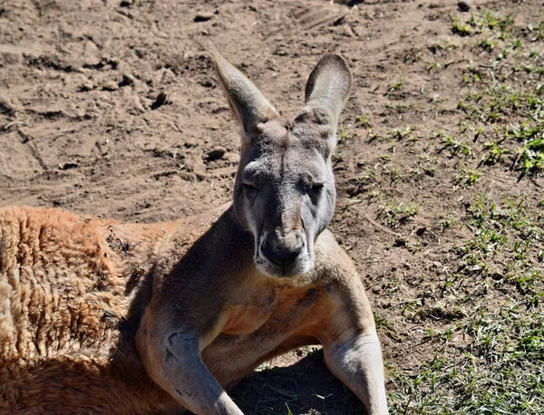 Çok kaslı vahşi kırmızı kanguru çim üzerinde yalan — Stok fotoğraf