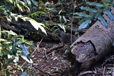 Küçük vahşi kanguru pademelon parkta