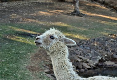 Bir güzel ve komik beyaz lama gülümseme