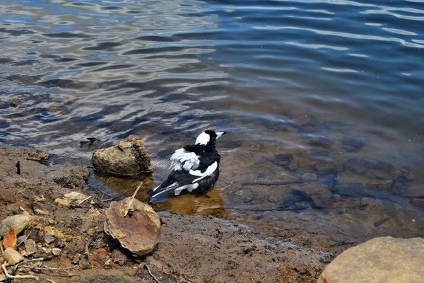 Australian Magpie junto ao lago Baroon — Fotografia de Stock