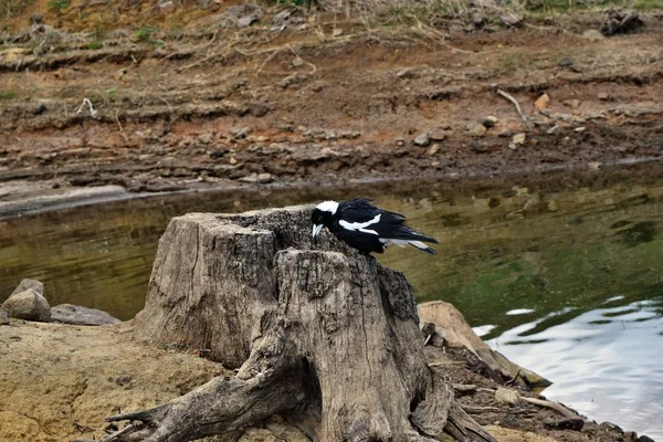 Australian Magpie junto ao lago Baroon — Fotografia de Stock