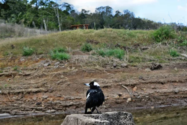 Australische Elster am Baronsee — Stockfoto