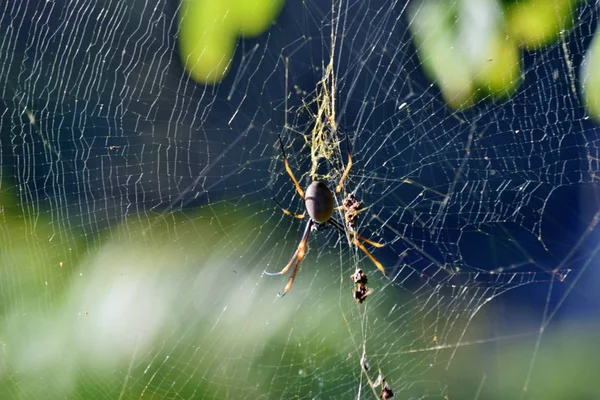 Altın orbweaver örümcek (Nephila plumipes)