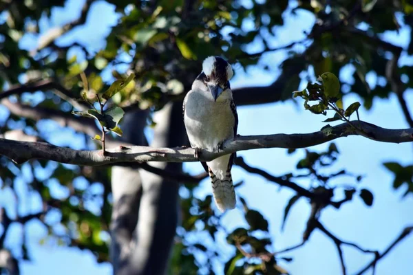 Gewone kookaburra de blik op de tak — Stockfoto