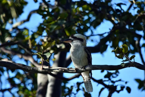 Lachende kookaburra (Dacelo novaeguineae) — Stockfoto