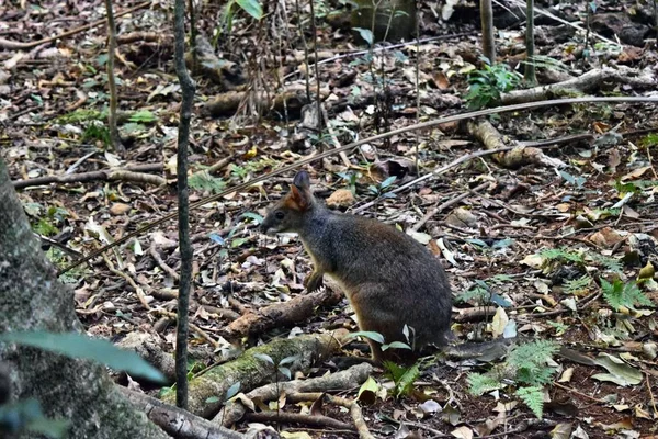 Küçük vahşi kanguru pademelon parkta